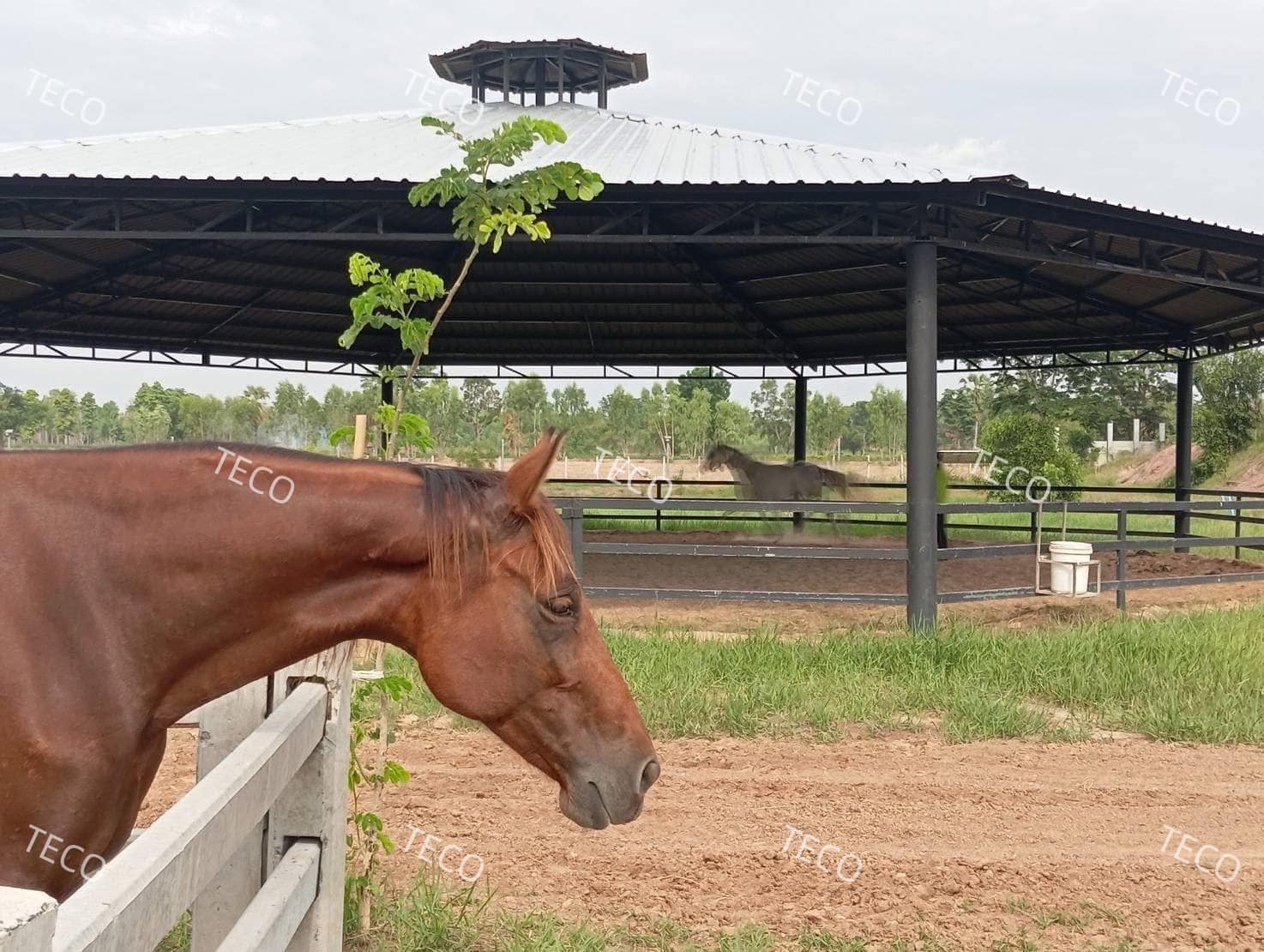 ความจำเป็นในการใช้งานฉนวนกันความร้อน PU Foam ในอุตสาหกรรมปศุสัตว์